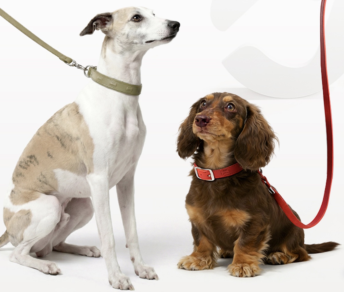 PETSTAR 编织牵引绳